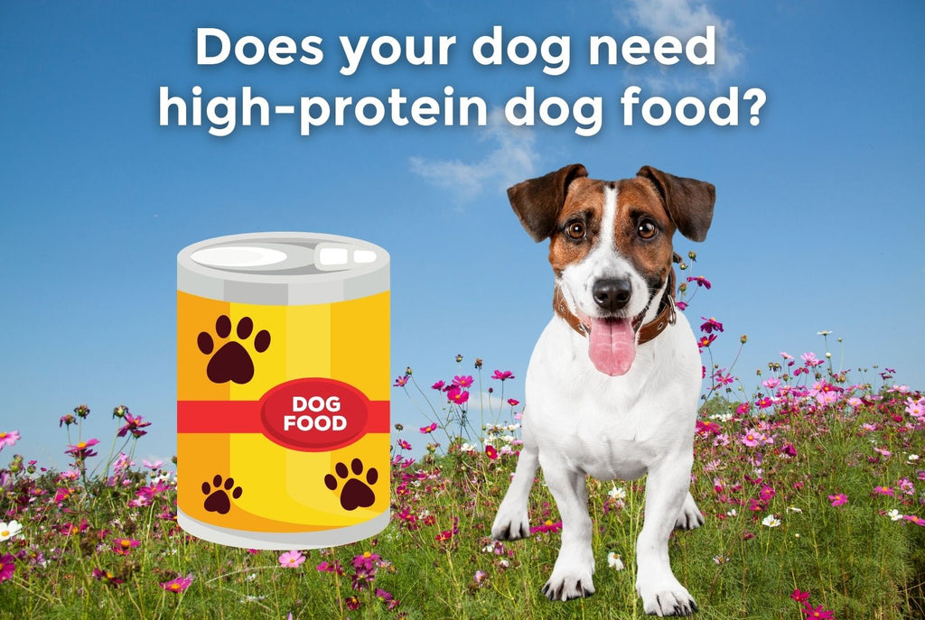 should puppies have a high protein diet