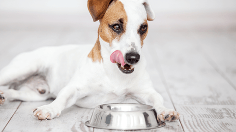 A dog with its food bowl