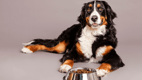 A happy dog sitting beside a food bowl filled with kibble