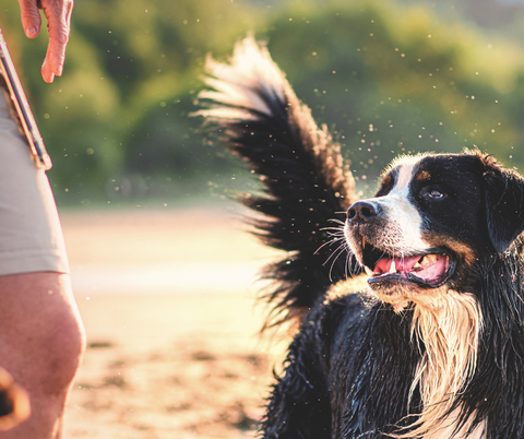 A happy dog tat is enjoying the outdoors with its owner