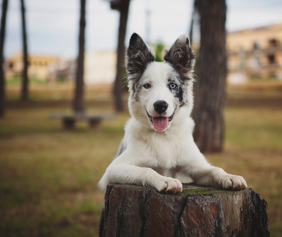 A white and black Border Collie puppy with heterochromia, resting its paws on a tree stump in a park.