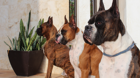 three boxers sitting in a row. one is looking at the camera.