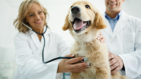 A dog smiling having its heart listened to by a vet