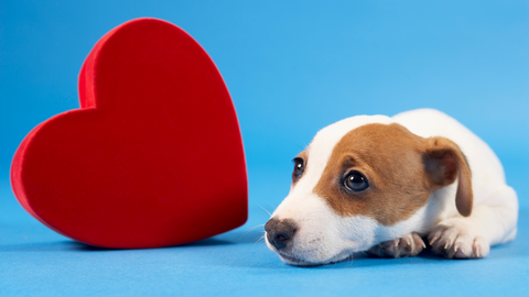 A red heart with a dog lying next to it