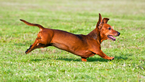A Dachshund running in a field
