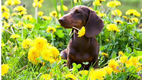 A Dachsund with a flower in its mouth