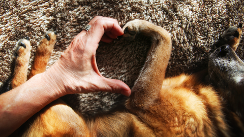 Dog paw and human hand forming a heart