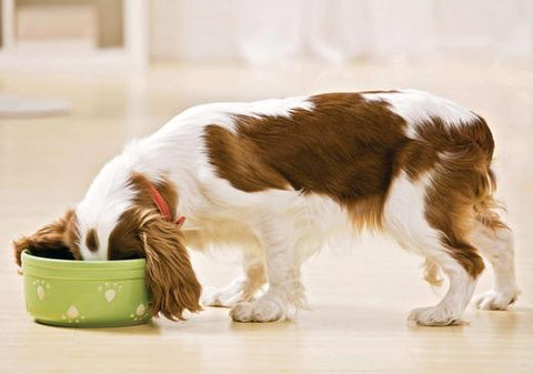 spaniel eating from a bowl choosing best small dog food