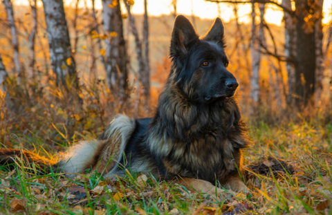 Dogs coat looks healthy and shiny in the setting sunlight