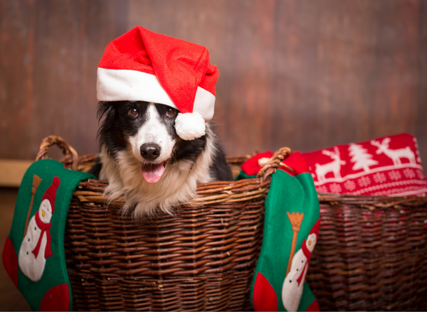 A Border Collie wearing a Santa hat in a basket