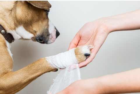 Dog getting its paw wrapped