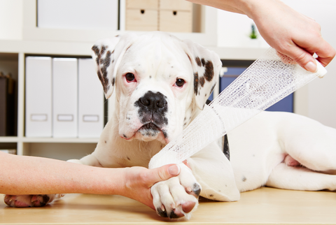 Bulldog getting its arm wrapped