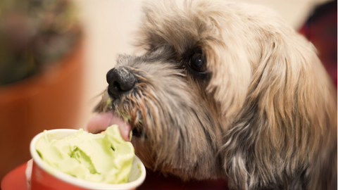 A dog eating homemade ice cream