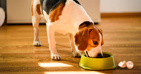 A Beagle eating from his bowl with eggshells next to it