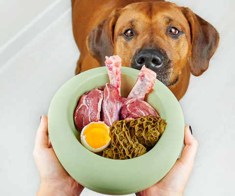 A dog starting at his food bowl with a raw egg in it