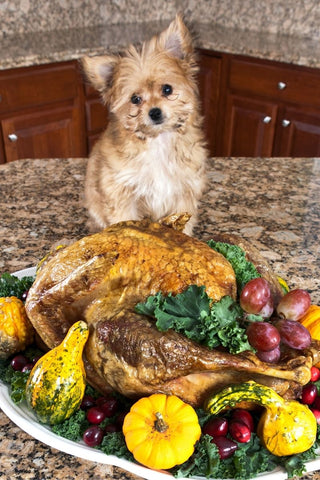 Small dog staring at turkey with fixings like pumpkin and grapes.