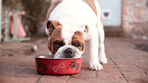 A dog eating from its food bowl