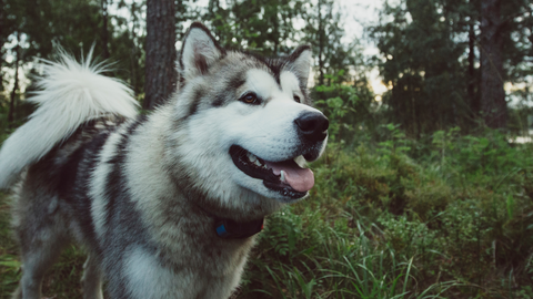 A Husky wearing a tracking collar