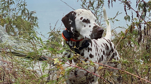 a dalmation wearing a gps collar