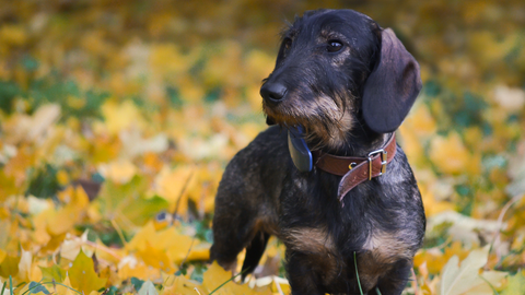 A Daschund wearing a gpd collar