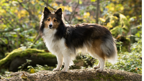 Dog photo outdoors with sun shining from behind