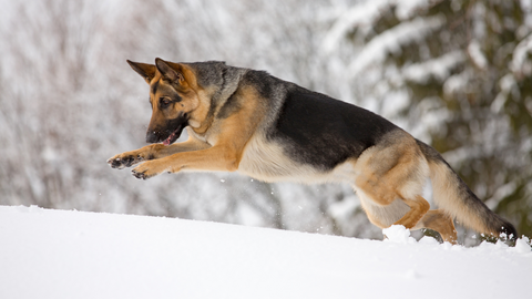 German Shepherd diving into the snow for an action shot