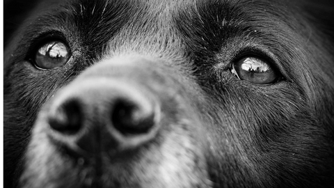 A black and white photo of a dog's eyes