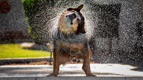 A dog shaking off water for a fantastic photogrpah