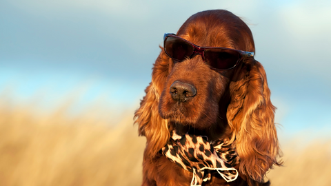 A dog wearing a scarf and sunglasses