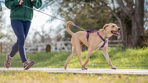 A woman running with her dog