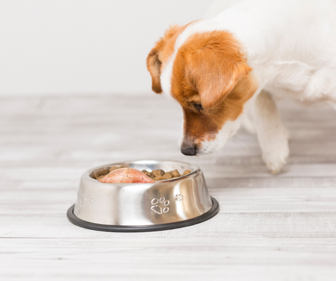 A dog looking at a sweet potato in his bowl