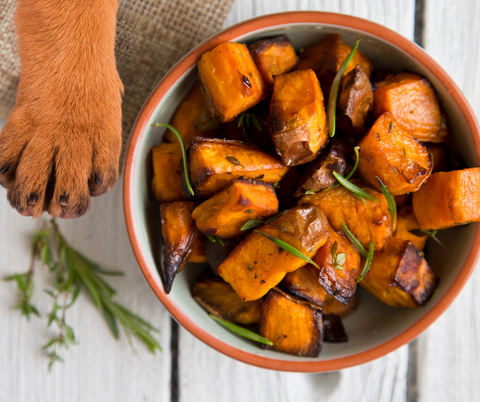 Sweet potato in a dog bowl with a paw next to it.