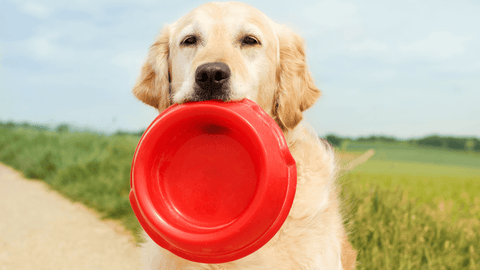Dog with its food bowl