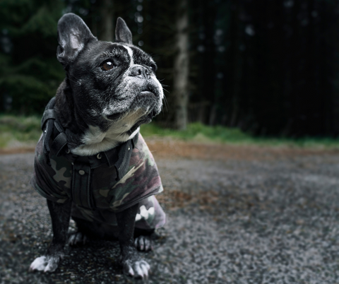 A French Bulldog dressed in a camo shirt