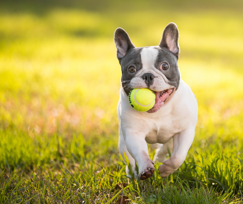 A French Bulldog with a tennis ball in its mouth