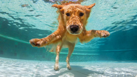 An underwater photo of a golden retriever