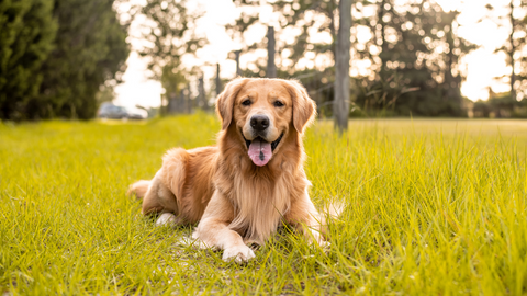 A Golden retriever laying in a field of grass