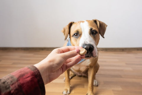 Dog sniffing healthy dog treat in owner’s hand