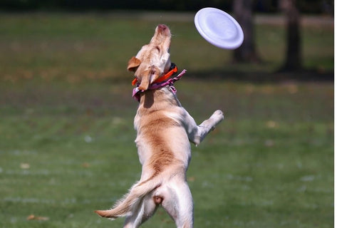 Healthy dog catching frisbee in mouth