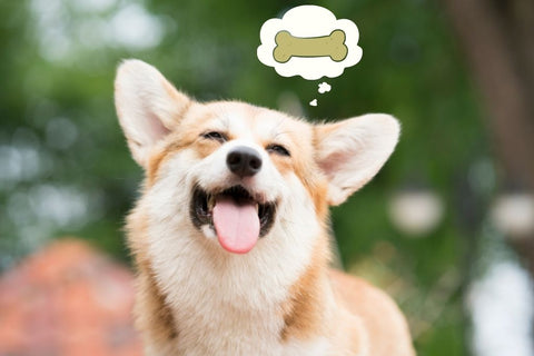 Corgi with treat in a thought bubble over head