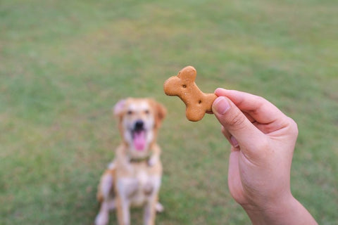 A dog staring at their owner’s hand holding a homemade dog biscuit