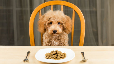 Poodle sitting at table ready to eat homemade dry dog food