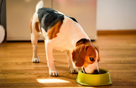 Beagle dog enjoying its homemade dry dog food