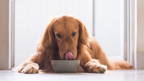 Satisfied after owner learns “How Much Dry Food Should I Feed My Dog?”