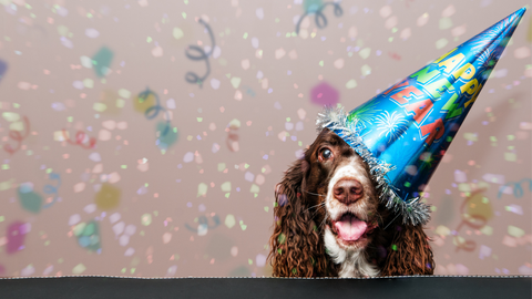 A dog wearing a new year's party hat