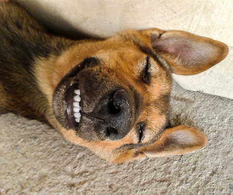 A dog smiling with clean teeth