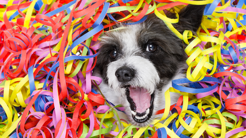 A dog in a pile of streamers