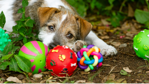 A dog with several dog toys