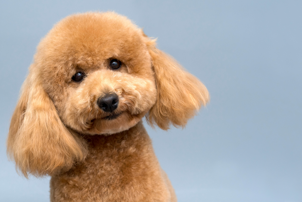 A poodle from a breeder