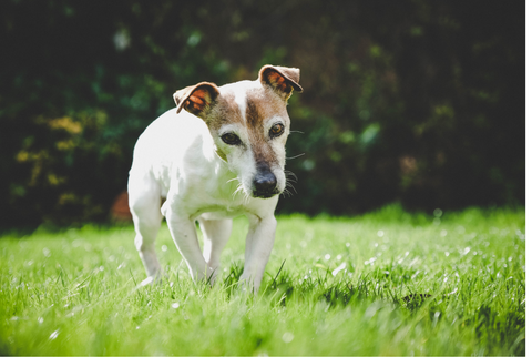 A senior dog in the grass